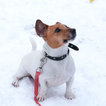 Собаки в добрые руки - Майло - 1