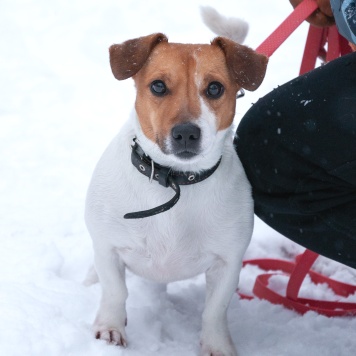 Собаки в добрые руки - Майло - 2