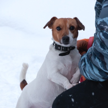 Собаки в добрые руки - Майло - 3