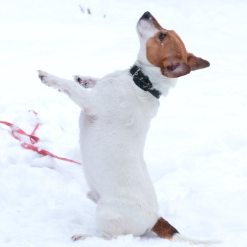 Собаки в добрые руки - Майло - 4
