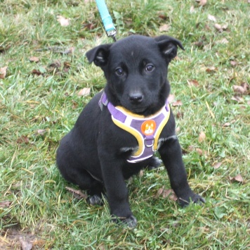 Масяня - Собаки в добрые руки