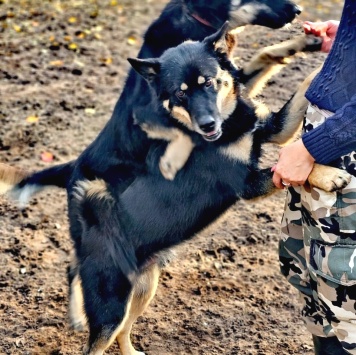 Собаки в добрые руки - Джейсон - 3