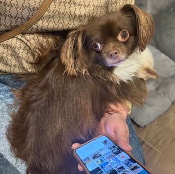 Алексей - Собаки в добрые руки