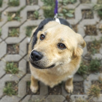 Собаки в добрые руки - Плюша