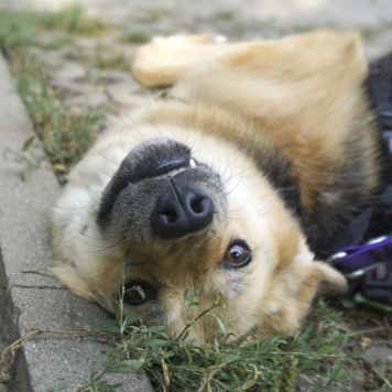 Собаки в добрые руки - Плюша - 1