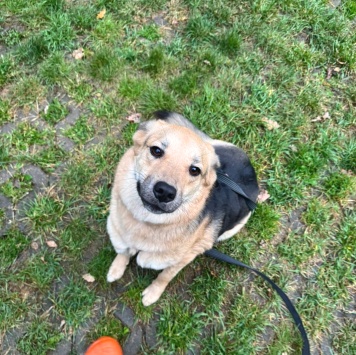 Собаки в добрые руки - Плюша - 2