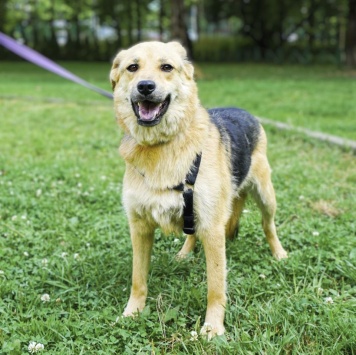 Собаки в добрые руки - Плюша - 3