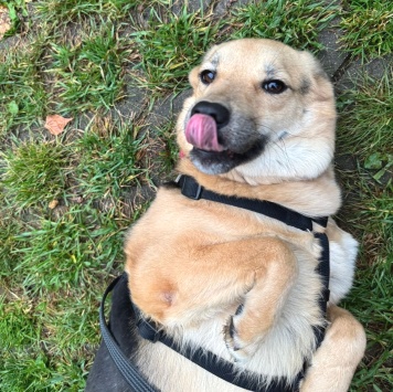 Собаки в добрые руки - Плюша - 4