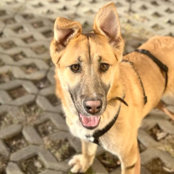 Собаки в добрые руки - Люсьен - 1