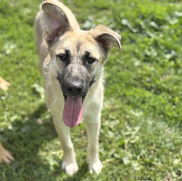 Собаки в добрые руки - Люси