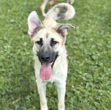 Собаки в добрые руки - Люси - 1