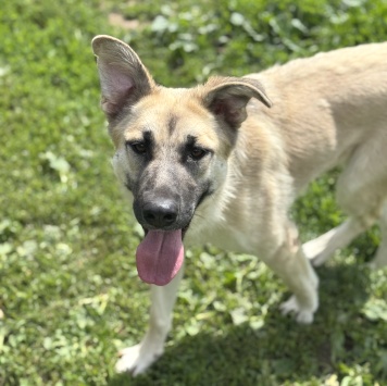 Собаки в добрые руки - Люси - 2