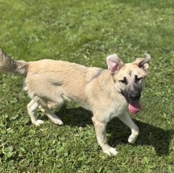 Собаки в добрые руки - Люси - 3