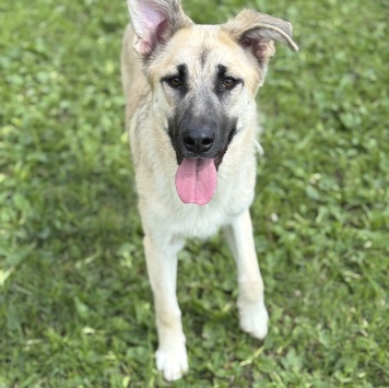 Собаки в добрые руки - Люси - 4