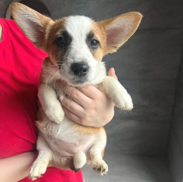 Собаки в добрые руки - Щенки