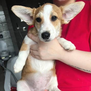 Собаки в добрые руки - Щенки - 1