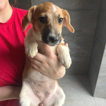 Собаки в добрые руки - Щенки - 2