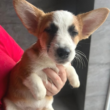 Собаки в добрые руки - Щенки - 3