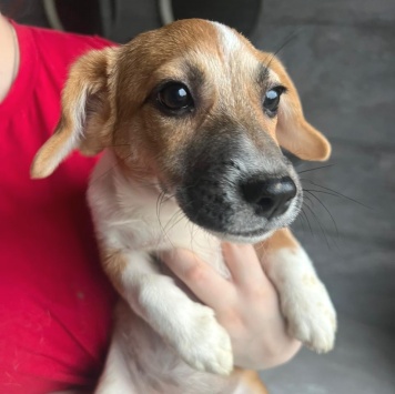 Собаки в добрые руки - Щенки - 4