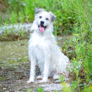 Собаки в добрые руки - Ластик - 1