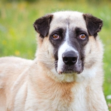 Собаки в добрые руки - Ханна