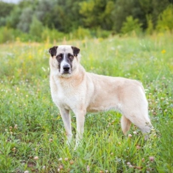 Собаки в добрые руки - Ханна - 2