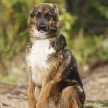 Собаки в добрые руки - Оскар