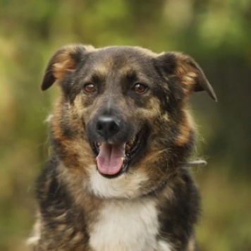 Собаки в добрые руки - Оскар - 1