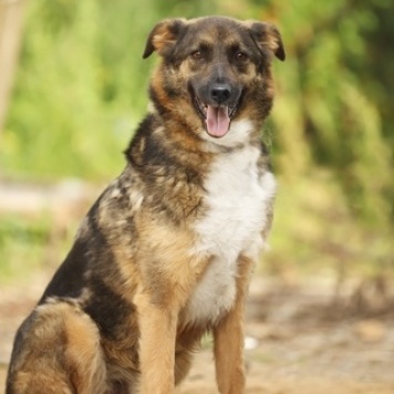 Собаки в добрые руки - Оскар - 2