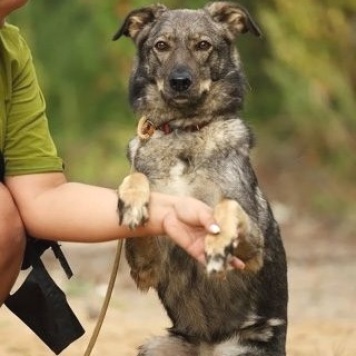 Собаки в добрые руки - Эрика