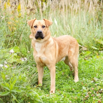 Собаки в добрые руки - Патрик