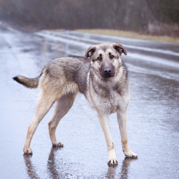 Собаки в добрые руки - Додж