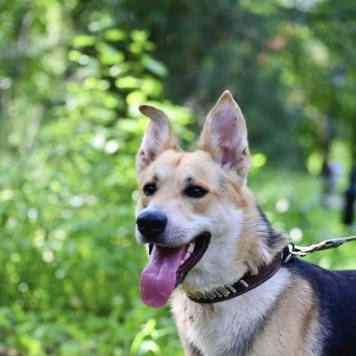 Собаки в добрые руки - Грей