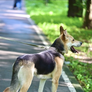 Собаки в добрые руки - Грей - 1