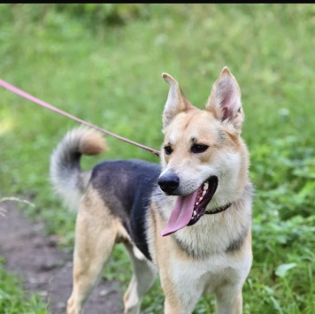 Собаки в добрые руки - Грей - 2