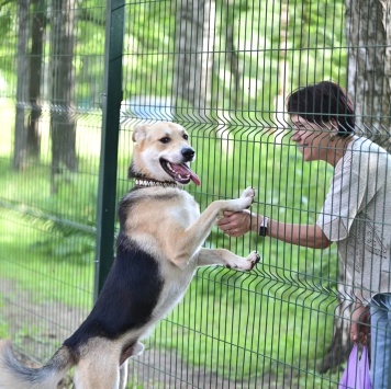 Собаки в добрые руки - Грей - 3
