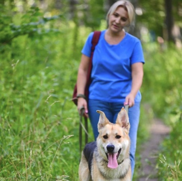 Собаки в добрые руки - Грей - 4