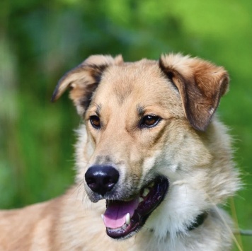 Собаки в добрые руки - Стенка