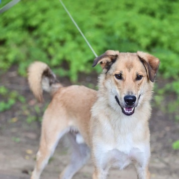 Собаки в добрые руки - Стенка - 1