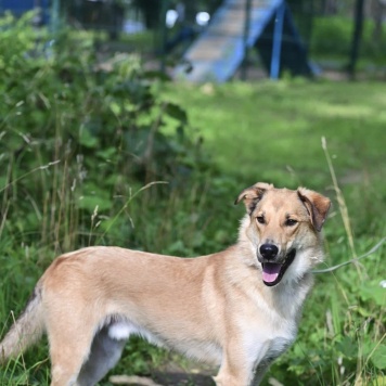 Собаки в добрые руки - Стенка - 2