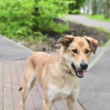 Собаки в добрые руки - Стенка - 4