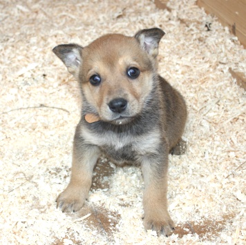 Собаки в добрые руки - Ириска