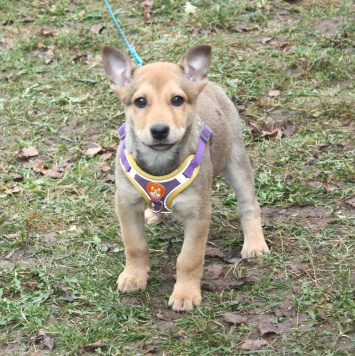 Ириска - Собаки в добрые руки