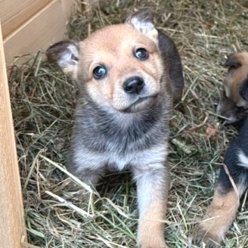 Собаки в добрые руки - Ириска - 1