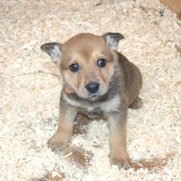 Собаки в добрые руки - Ириска - 2