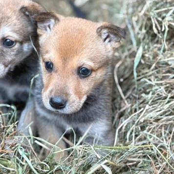 Собаки в добрые руки - Ириска - 3