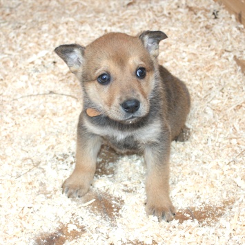 Собаки в добрые руки - Ириска - 4