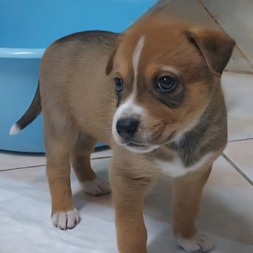 Собаки в добрые руки - Рикки