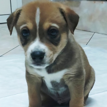 Собаки в добрые руки - Рикки - 1