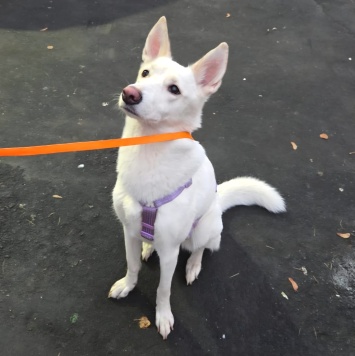 Собаки в добрые руки - Марта